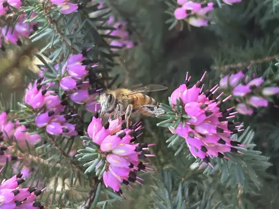 Abeille butinant la bruyère