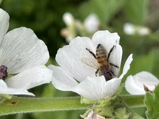 Abeille butinant une mauve