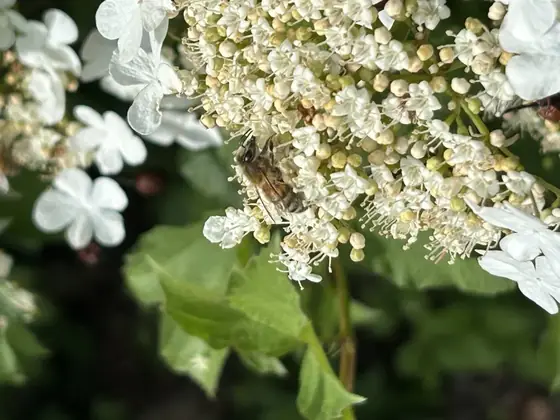 Abeille butinant le sureau