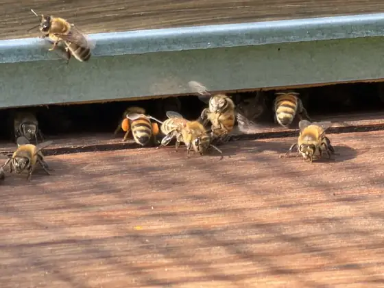 Abeilles à l'entrée de la ruche