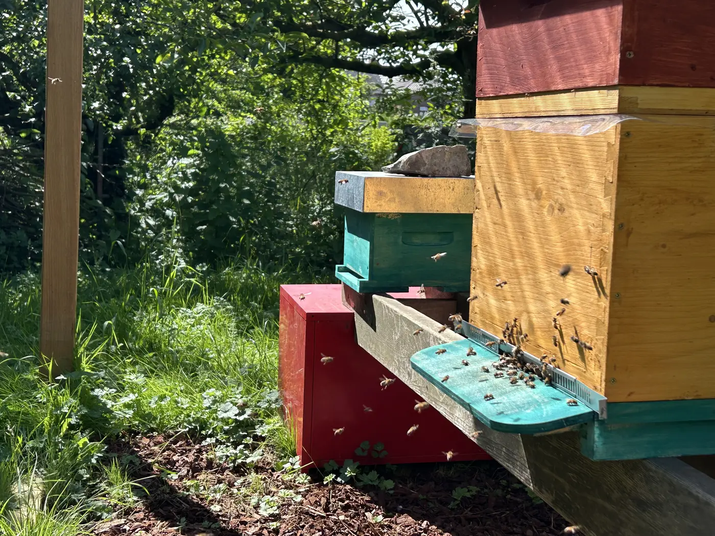 Ruches actives dans le jardin d'Isabelle, à Lens